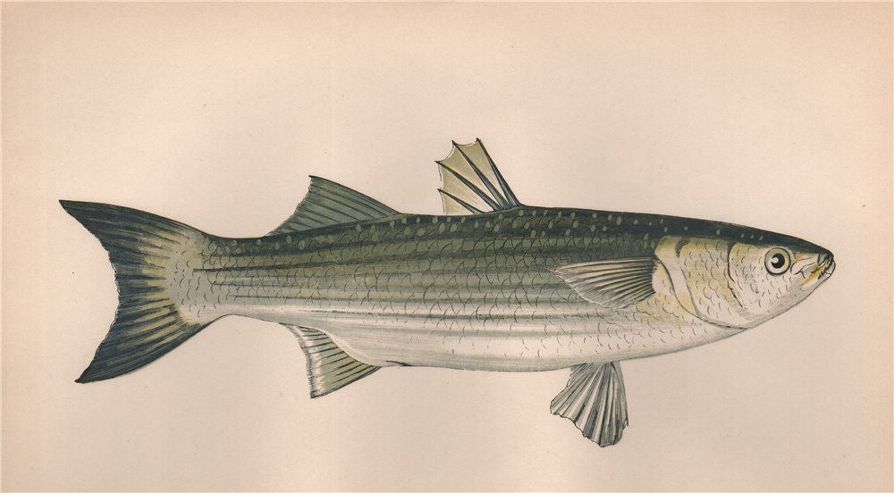 THICKLIP GREY MULLET. Chelon labrosus, Lesser grey mullet. COUCH. Fish 1862